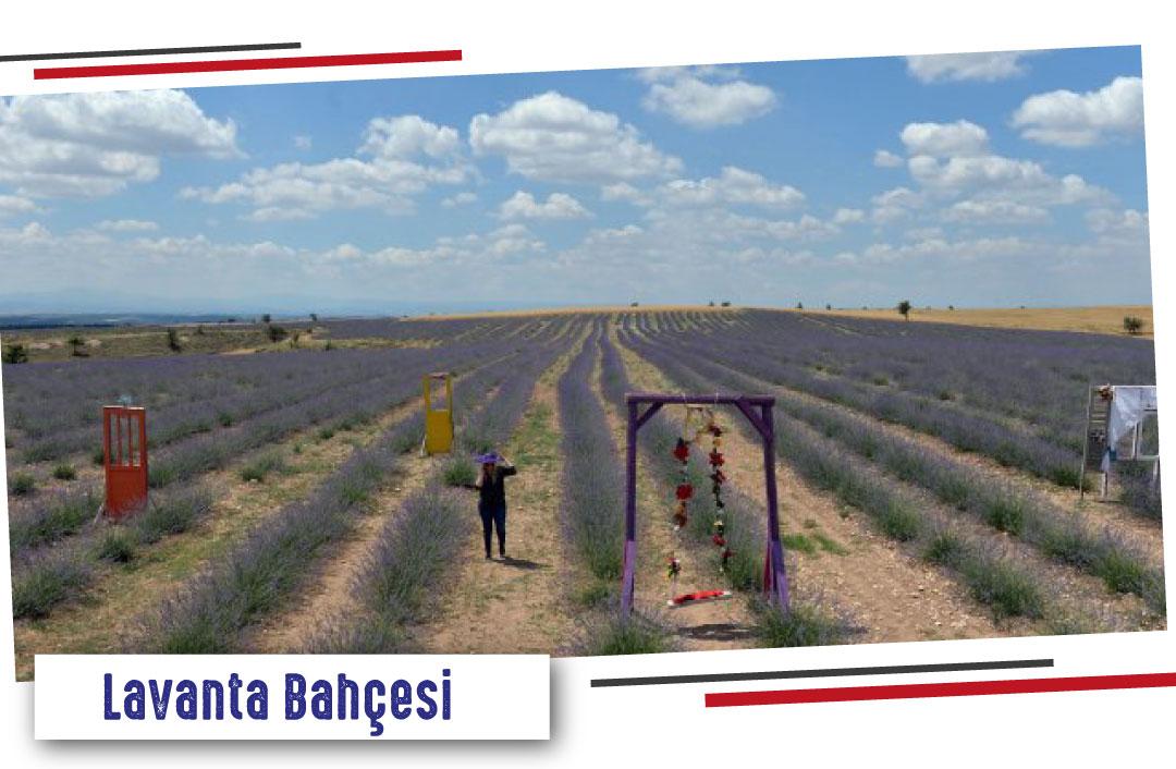 Ulubey Lavanta Bahcesi